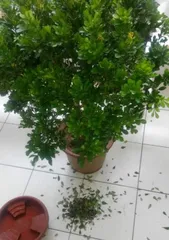 Milan leaves are dry, what to do? (Care tips to keep your Milan evergreen) 3