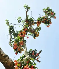 Lychee Bonsai Cultivation Techniques (Breeding Methods and Precautions) 2