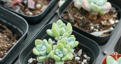 Correct Time and Methods for Repotting and Caring for Ruellia (Creating a Lush Green Corner, Starting with Repotting Ruellia)1