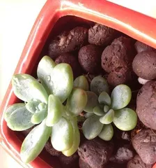 Correct Time and Methods for Repotting and Caring for Ruellia (Creating a Lush Green Corner, Starting with Repotting Ruellia)2