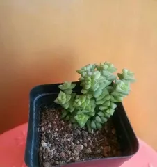 Correct Time and Methods for Repotting and Caring for Ruellia (Creating a Lush Green Corner, Starting with Repotting Ruellia)3