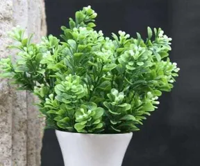 How to Properly Care for Aglaonema Potted Plants (Cultivation Methods and Precautions for Aglaonema Potted Plants) 1