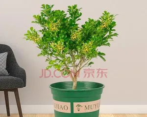 How to Properly Care for Aglaonema Potted Plants (Cultivation Methods and Precautions for Aglaonema Potted Plants) 2