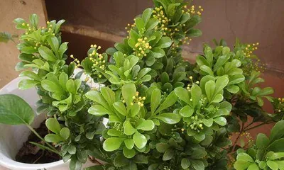 How to Properly Care for Aglaonema Potted Plants (Cultivation Methods and Precautions for Aglaonema Potted Plants) 3