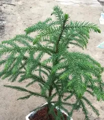 Cultivation and Precautions of Araucaria Bonsai (Creating a Fresh and High-Quality Araucaria Bonsai) 1