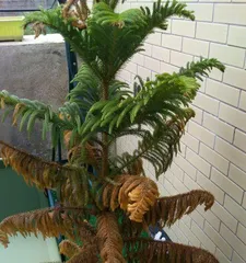 Cultivation and Precautions of Araucaria Bonsai (Creating a Fresh and High-Quality Araucaria Bonsai) 2