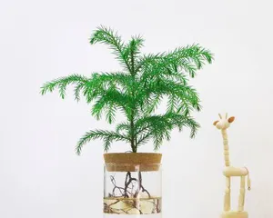 Cultivation and Precautions of Araucaria Bonsai (Creating a Fresh and High-Quality Araucaria Bonsai) 3