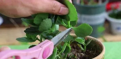 Even lazy people can grow beautiful flowers (15 types of low-maintenance flowers and care tips) 1