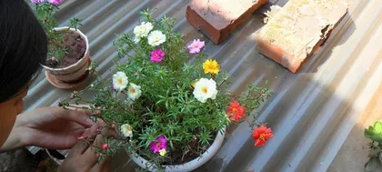Even lazy people can grow beautiful flowers (15 types of low-maintenance flowers and care tips) 2