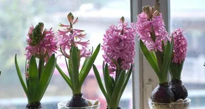 Even lazy people can grow beautiful flowers (15 types of low-maintenance flowers and care tips) 3