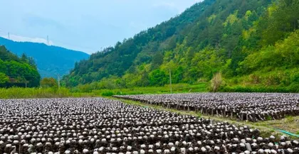 木耳的种类和生长习性（探秘木耳的植物分类和生长环境）2