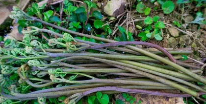 木耳的种类和生长习性（探秘木耳的植物分类和生长环境）3