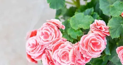 Rieger Begonia Flowering Time and Frequency Detailed (Understanding the Growth Characteristics and Reproduction Methods of Rieger Begonia, Mastering the Correct Maintenance Methods)1