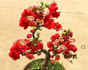 Cultivation methods and key care points for Chinese crabapple (No worries for admiring flowers, come and learn how to grow Chinese crabapple!) 1