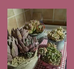 Methods for Repotting Succulents and Care Tips (Creating a Beautiful Succulent Garden) 1