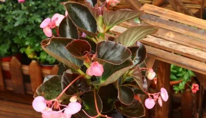 Cultivation methods and key care points for Chinese crabapple (No worries for admiring flowers, come and learn how to grow Chinese crabapple!) 2