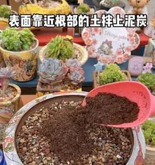 Methods for Repotting Succulents and Care Tips (Creating a Beautiful Succulent Garden) 2