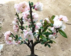 Cultivation methods and key care points for Chinese crabapple (No worries for admiring flowers, come and learn how to grow Chinese crabapple!) 3