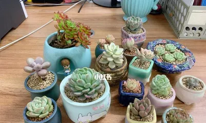 Methods for Repotting Succulents and Care Tips (Creating a Beautiful Succulent Garden) 3