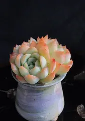 Care and propagation tips for Sasha Queen succulents (Creating a beautiful succulent garden, 1)