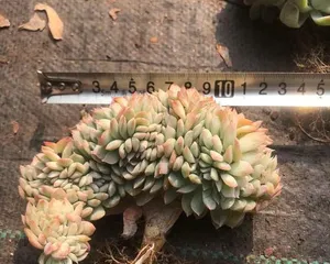 Care and propagation tips for Sasha Queen succulents (Creating a beautiful succulent garden, 2)