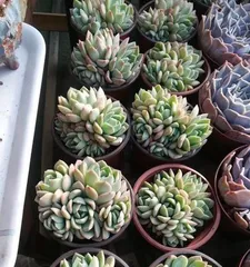 Care and propagation tips for Sasha Queen succulents (Creating a beautiful succulent garden, 3)