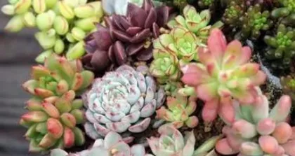 Autumn Succulent Care Guide (Teach you how to care for succulents to keep them healthy and strong) 1