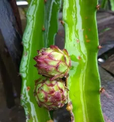 Advantages and Techniques of Growing Pitaya in a Pot (A Must-Read for Enthusiasts! Care Methods for Pitaya Potted Plants)1