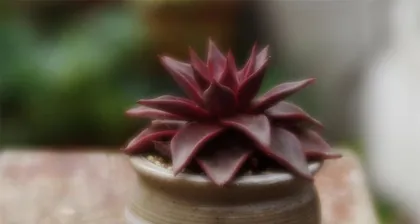 Autumn Succulent Care Guide (Teach you how to care for succulents to keep them healthy and strong) 2