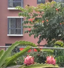 Advantages and Techniques of Growing Pitaya in a Pot (A Must-Read for Enthusiasts! Care Methods for Pitaya Potted Plants)2