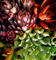 Autumn Succulent Care Guide (Teach you how to care for succulents to keep them healthy and strong) 3