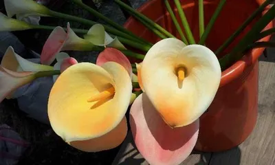 Are Calla Lilies Toxic? Understanding the Toxicity and Indoor Care Methods for Calla Lilies (Understanding the Toxicity and Indoor Care Techniques for Calla Lilies) 1