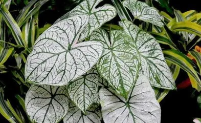 Are Calla Lilies Toxic? Understanding the Toxicity and Indoor Care Methods for Calla Lilies (Understanding the Toxicity and Indoor Care Techniques for Calla Lilies) 2