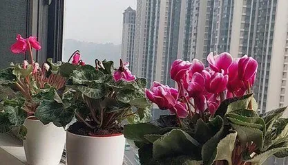 Are Calla Lilies Toxic? Understanding the Toxicity and Indoor Care Methods for Calla Lilies (Understanding the Toxicity and Indoor Care Techniques for Calla Lilies) 3