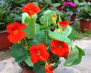 Lotus Flower - Indoor Care Guide (Bringing a Blooming Pond into Your Home) 1