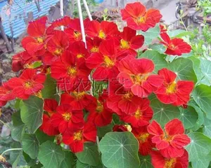 Lotus Flower - Indoor Care Guide (Bringing a Blooming Pond into Your Home) 2