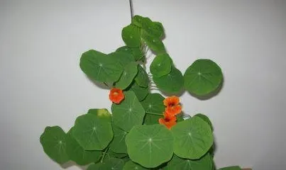 Lotus Flower - Indoor Care Guide (Bringing a Blooming Pond into Your Home) 3