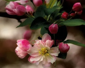 海棠冬季养护全攻略（冬季如何呵护海棠，让她过个暖心冬天）1