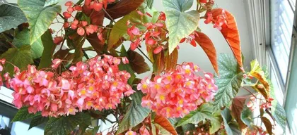 海棠冬季养护全攻略（冬季如何呵护海棠，让她过个暖心冬天）2