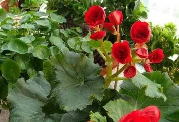 海棠冬季养护全攻略（冬季如何呵护海棠，让她过个暖心冬天）3