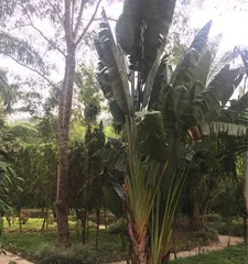 河边适合种什么树？选择适宜的树种让生态更健康（以生态为导向，选择适宜的河边树种）1