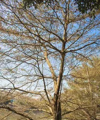 河边适合种什么树？选择适宜的树种让生态更健康（以生态为导向，选择适宜的河边树种）2