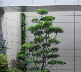 河边适合种什么树？选择适宜的树种让生态更健康（以生态为导向，选择适宜的河边树种）3