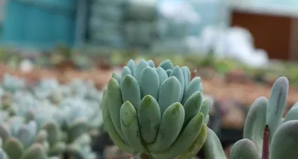 Succulents are not afraid of the sun, sunlight is their "food" (Unveiling the truth about succulents and sunlight, helping you to better care for them) 1