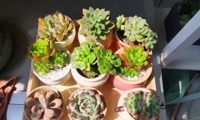 Succulents are not afraid of the sun, sunlight is their "food" (Unveiling the truth about succulents and sunlight, helping you to better care for them) 2