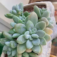 Succulents are not afraid of the sun, sunlight is their "food" (Unveiling the truth about succulents and sunlight, helping you to better care for them) 3