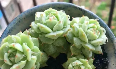 Are succulents afraid of cold? — Essential knowledge for winter care (Are babies afraid of freezing in winter? Care tips to note) 1