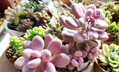 Are succulents afraid of cold? — Essential knowledge for winter care (Are babies afraid of freezing in winter? Care tips to note) 2