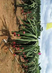 Pitaya Fruiting Period Care and Management (Creating a Rich and Colorful Fruiting Experience) 1