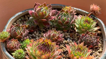Are succulents afraid of cold? — Essential knowledge for winter care (Are babies afraid of freezing in winter? Care tips to note) 3